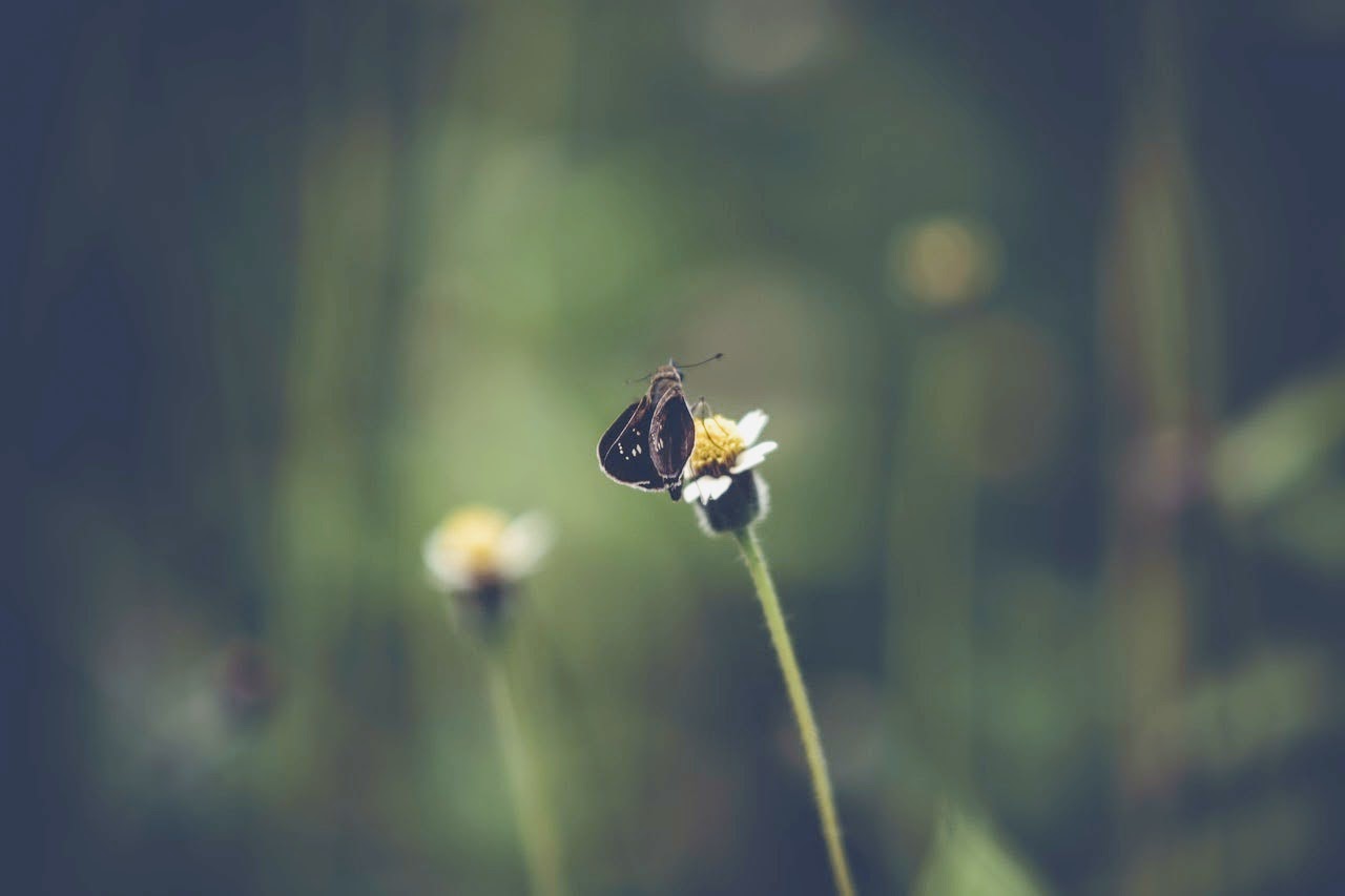 papillon-et-si-on-avait-des-ailes-Vinceli-Isabelle-Vincelette